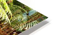 Mushrooms Amidst the Ferns  HD Metal print
