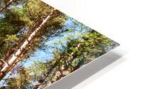 Tall Pines in the Scottish Highlands HD Metal print
