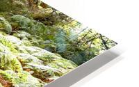 Ferns and Pine HD Metal print