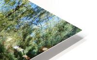 Summer Birch in the Scottish Highlands HD Metal print