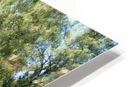 Scottish Highlands Summer Birch Forest  HD Metal print