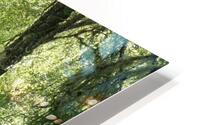 Scottish Highlands Mixed Forest with Lichen HD Metal print