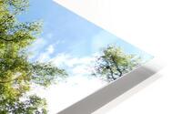 Scottish Highlands Summer Birch Tree Sky HD Metal print