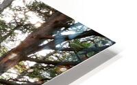 Scottish Highlands Mystical Pine Woodland  HD Metal print
