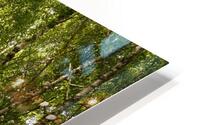 Scottish Highlands Green Birch Sunlight HD Metal print