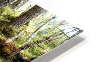  Scottish Highlands Forest Trail                                                                                                                     HD Metal print