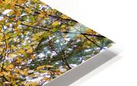 Autumn Birch Tree Glory HD Metal print