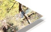 Albert’s Squirrel -2 HD Metal print