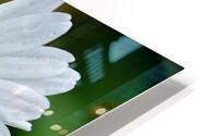 daisy  HD Metal print