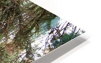 Scottish Highlands Serene Forest with Mossy Tree                                                                                                                      HD Metal print