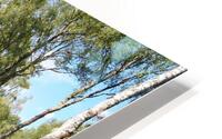Scottish Highlands Serene Birch Woodland                                                                                                                        HD Metal print