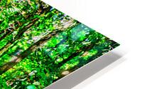 NATIVE FOREST  HD Metal print