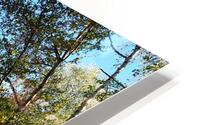 Scottish Highlands Autumnal Sunny Forest Trail                                                                                                                      HD Metal print