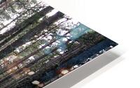 Sunlight through the Pines                                                                                                                      HD Metal print