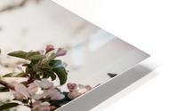 Fleurs de pommes HD Metal print