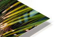Toucan HD Metal print