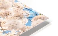 Cherry Blossoms DC HD Metal print