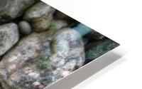 Lilys HD Metal print