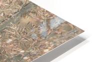 Fountain grass HD Metal print