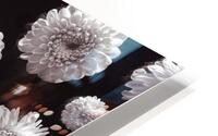 Dahlia Flowers, Full Frame HD Metal print