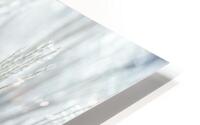 Japanese Silver Grass HD Metal print