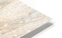 Japanese Silver Grass HD Metal print
