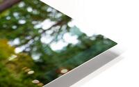 Japanese Garden Bonzai Portland  HD Metal print