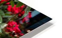 Rose Garden Portland 6 HD Metal print