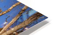 Wicked Branches 2 HD Metal print