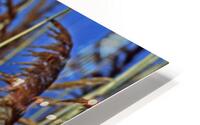 Marsh Grasses at Northside Park HD Metal print
