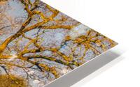 Trees of Green and Gold HD Metal print