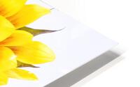 Beautifully Sunflower HD Metal print