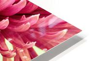 Blushing Chrysanthemum HD Metal print
