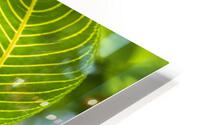 Vert vert HD Metal print