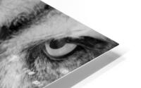 Great Grey Owl close-up HD Metal print