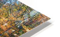 Road into autumn HD Metal print