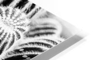 San Pedro Cactus Black and White HD Metal print