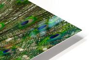 Mayfield Park Peacock HD Metal print