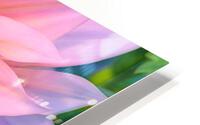 Dahlia Pink Ice HD Metal print