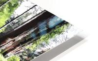 Bear Clover along Cedar Trail HD Metal print