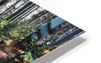 Cedar Trail HD Metal print