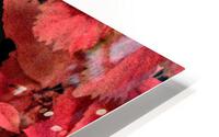 Coral Rose HD Metal print