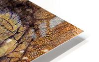 Elephant skin HD Metal print