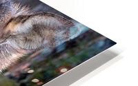 Whitewalker Moose HD Metal print