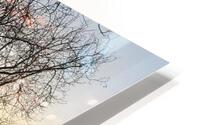 Sunset with Trees HD Metal print