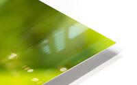 Dewdrops on Grass HD Metal print