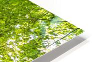 Birch Tree in Spring HD Metal print