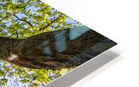 Trees at the Elbe River HD Metal print