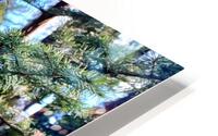 Inside a baby giant tree HD Metal print