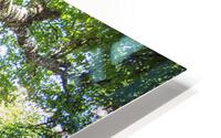 2022 June 20 CraggyTree02 HD Metal print